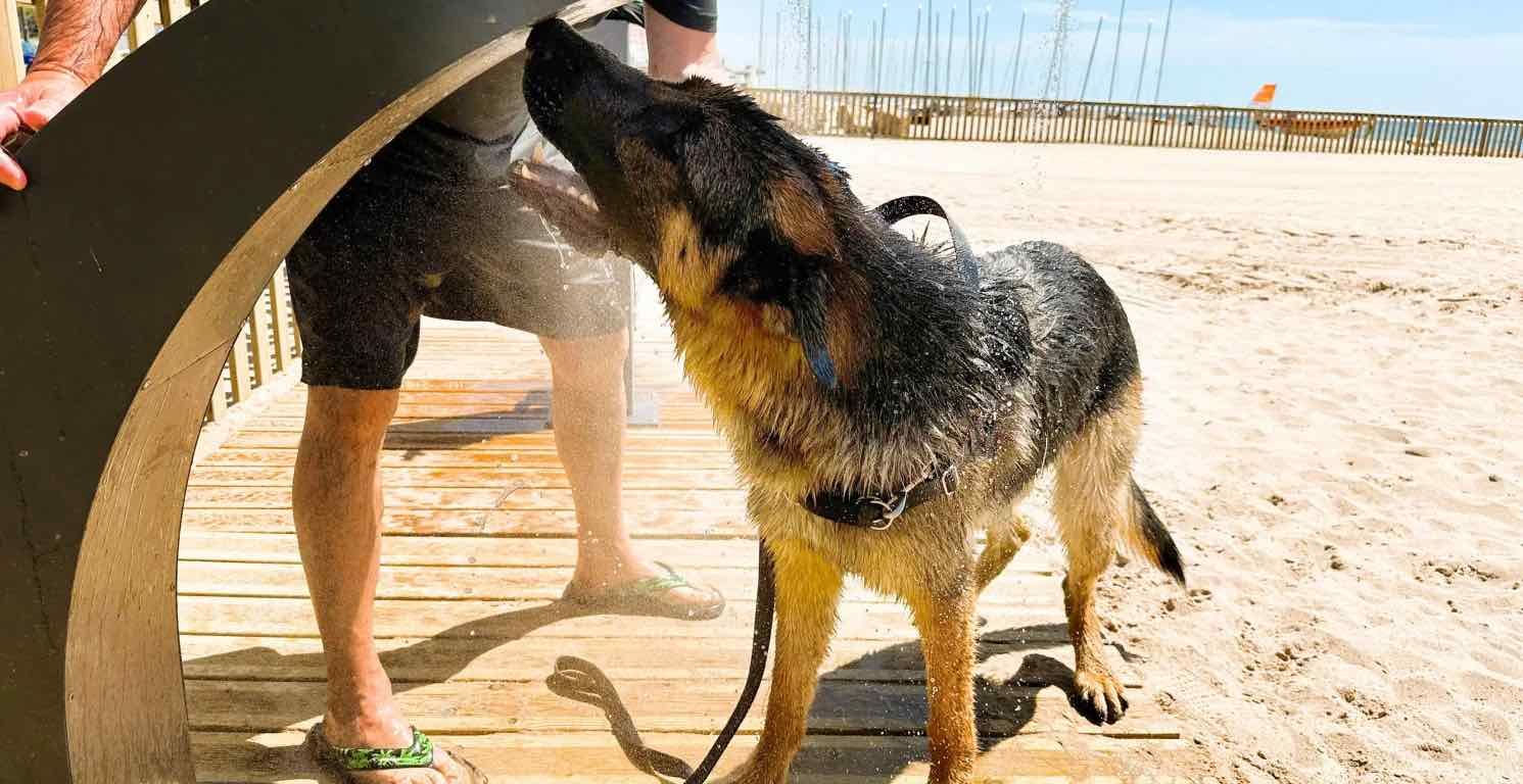 Pastor alemán en la ducha de la playa de Torredembarra