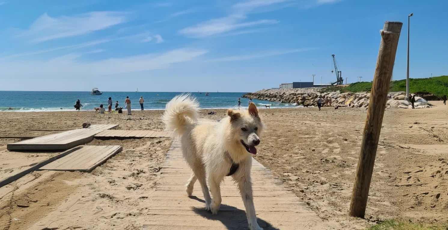 Perro disfrutando de la playa del Faro en Vilanova i la Geltrú