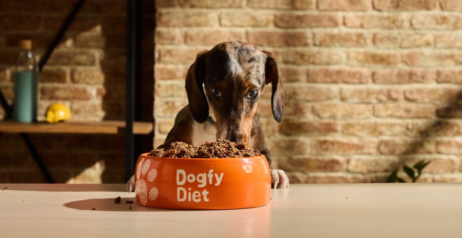 Mejor dieta para un perro salchicha: Guía de alimentación natural