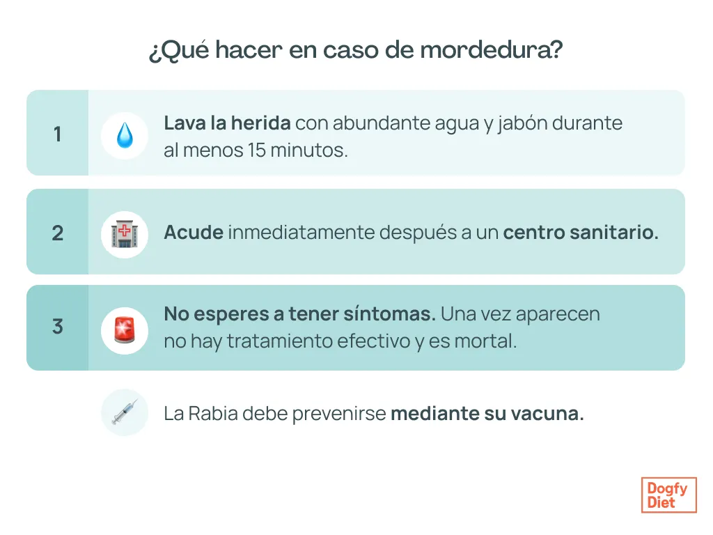 Qué hacer en caso de mordedura de un perro con rabia