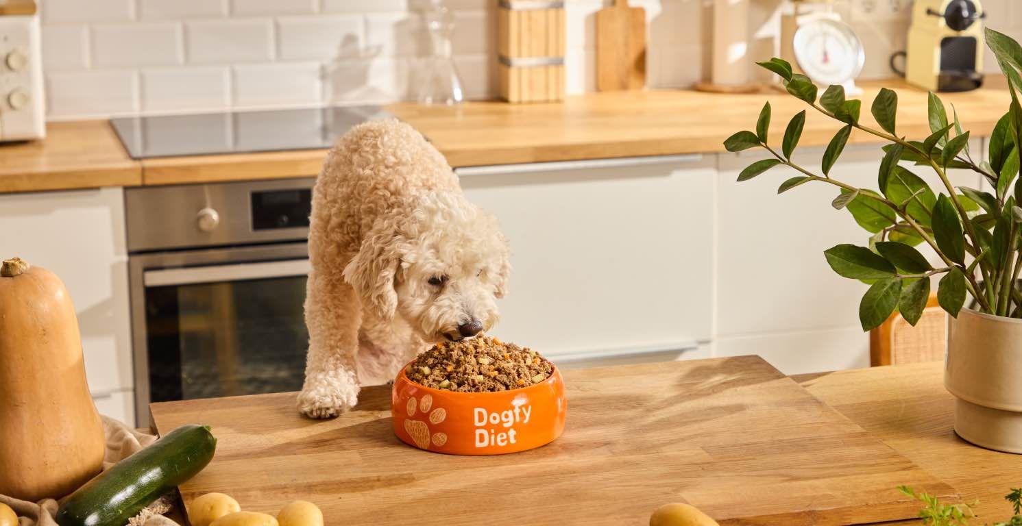 Guía de alimentación del Caniche: qué debes darle de comer