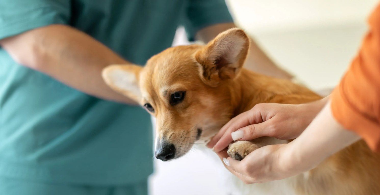 Cáncer en perros: síntomas, tipos y tratamiento