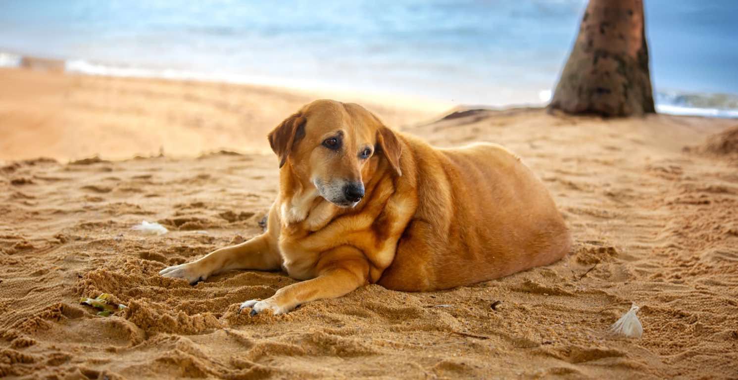 Sovrappeso e obesità nei cani: cause e soluzioni