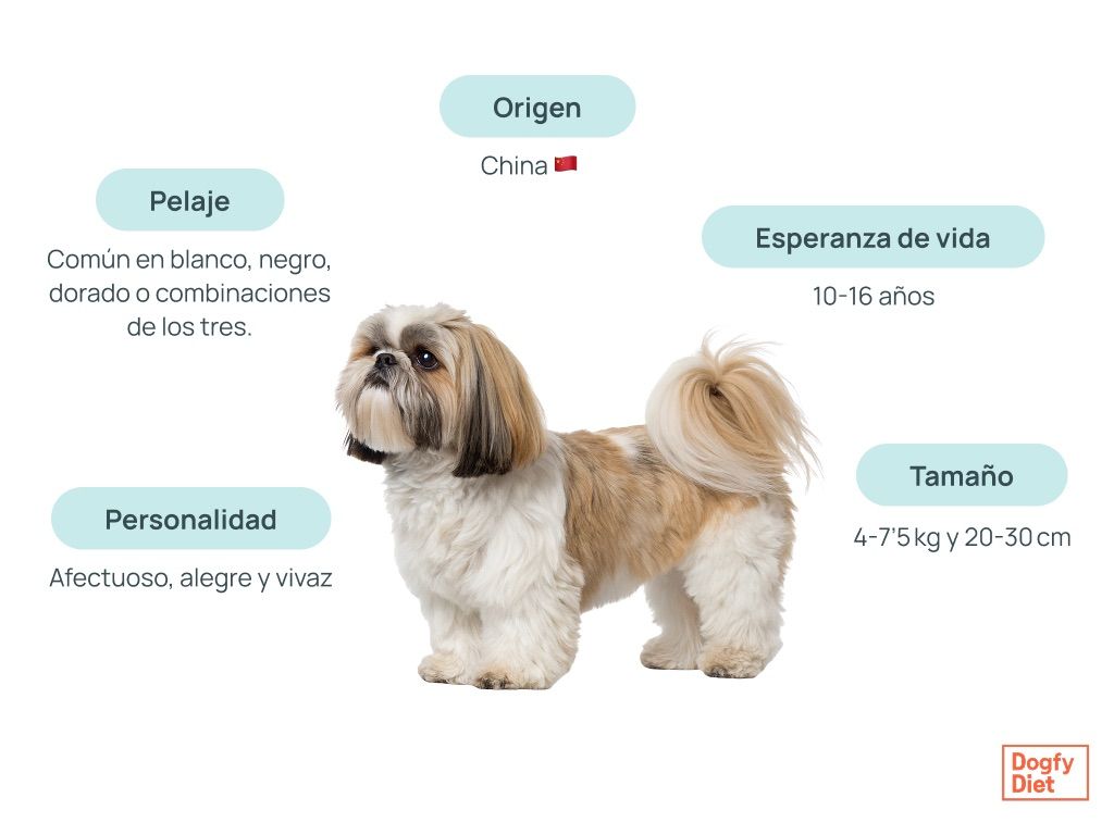 Características de un perro raza Shih Tzu