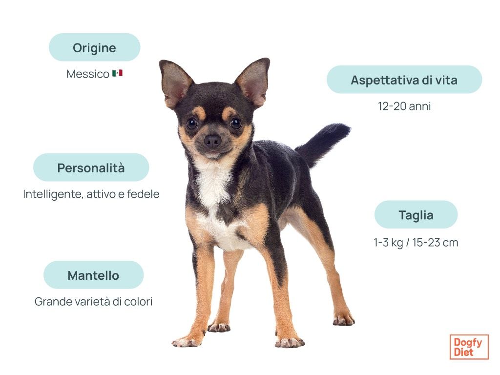 Caratteristiche del chihuahua