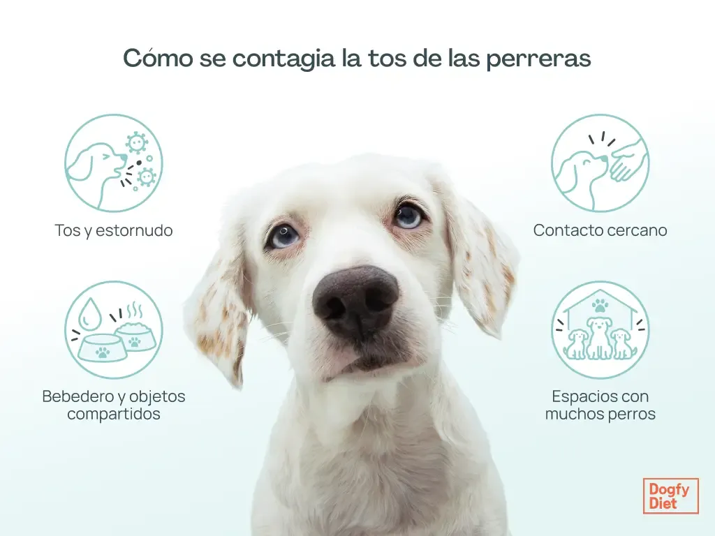 Cómo se contagia la tos de las perreras