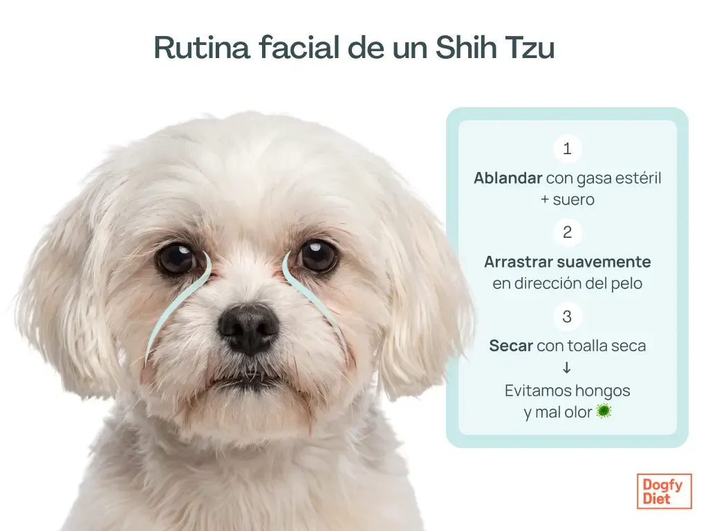 Rutina de limpieza facial de un perro Shih Tzu