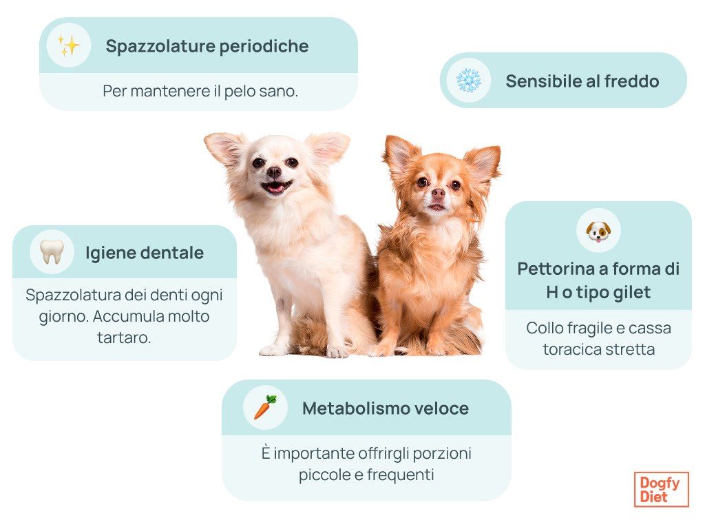 cure di base per la salute del chihuahua