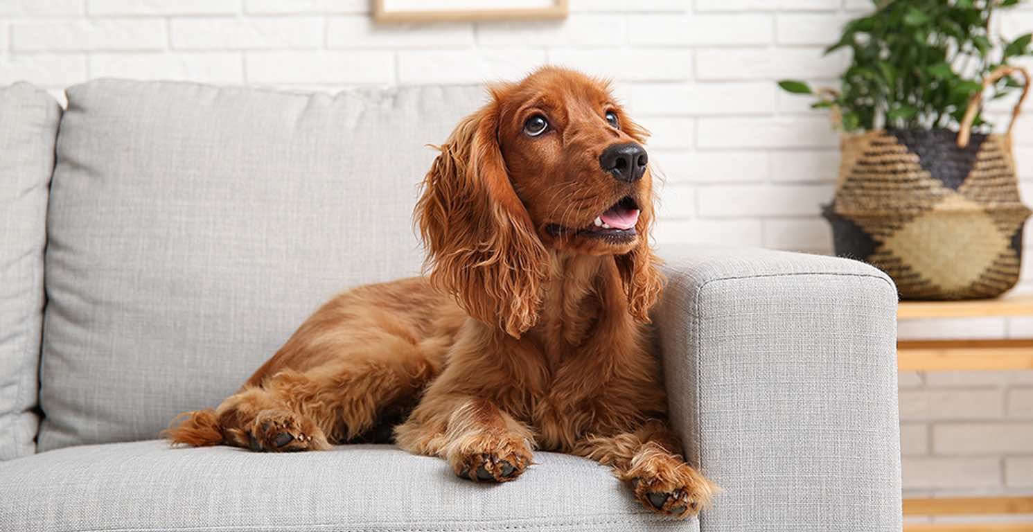 Diabète chez le chien : symptômes, causes et traitement