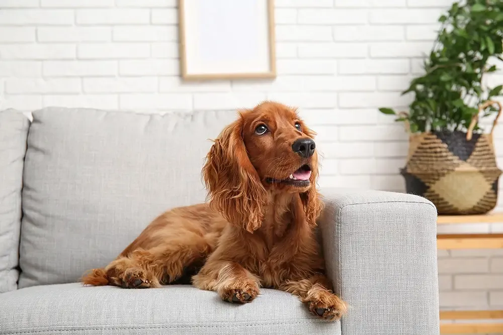 Diabetes en perros: síntomas, causas y tratamiento