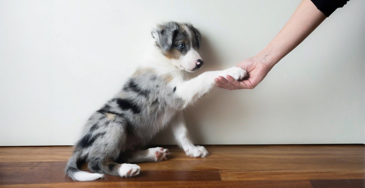 Entrenamiento para cachorros: consejos para el éxito
