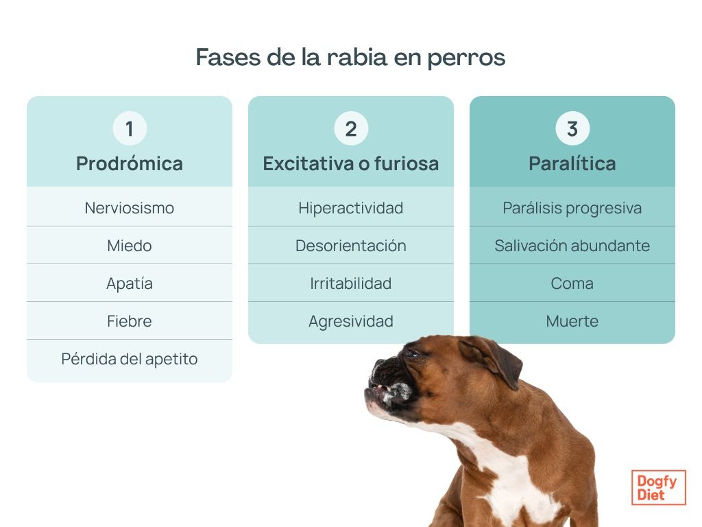 Fases de la rabia en perros