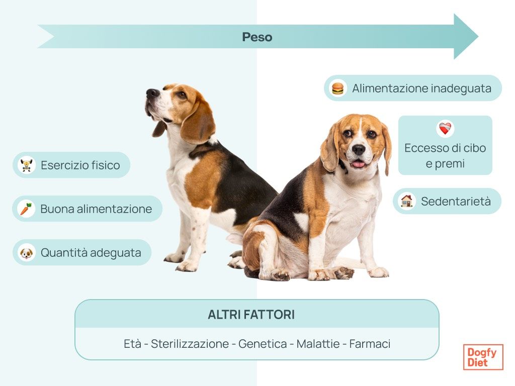 Fattori che influiscono sul sovrappeso del cane