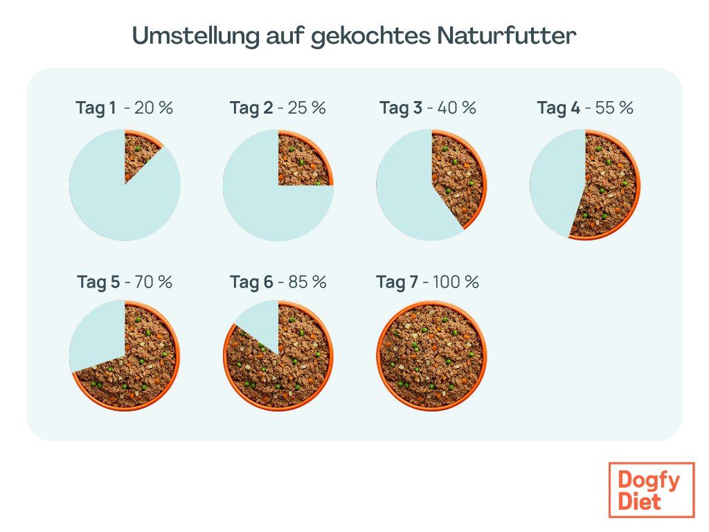 futterumstellung-naturfutter-chihuahua.webp