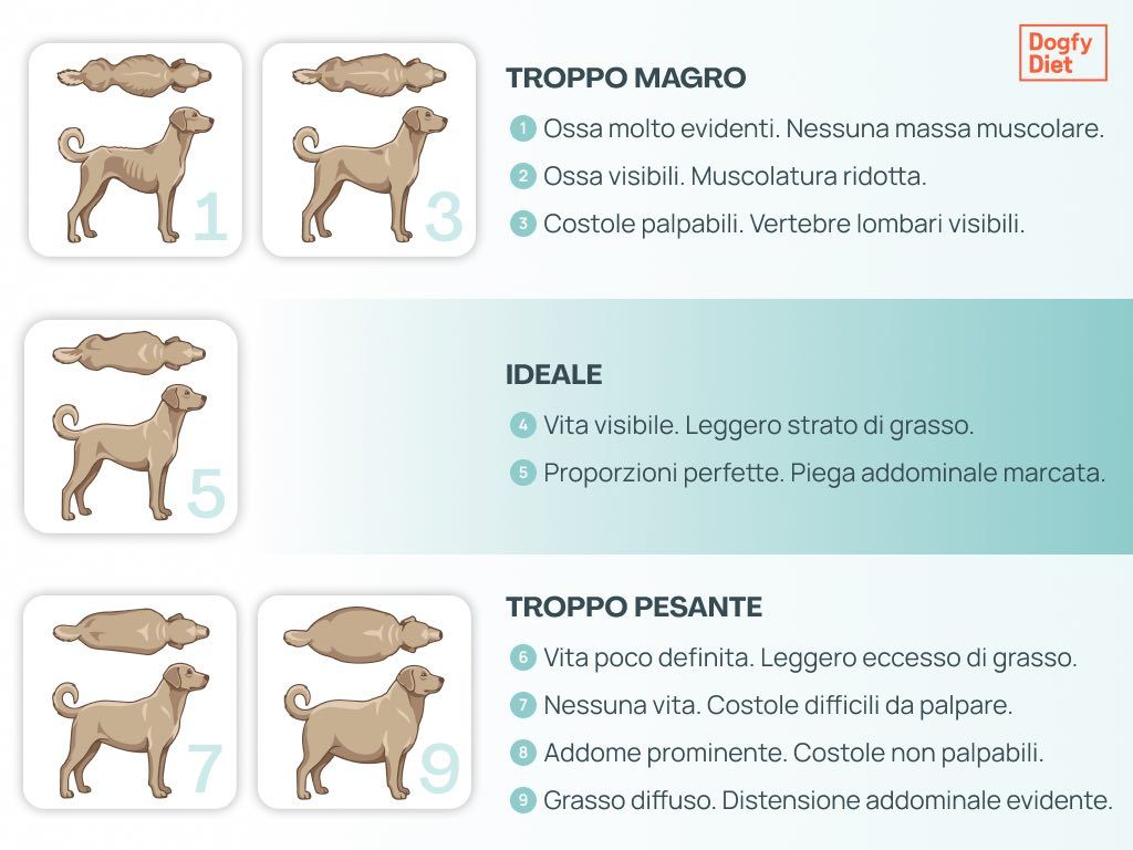 Indice di condizione corporea per capire se il tuo cane è in sovrappeso