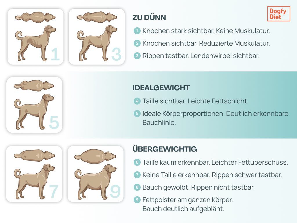 Körper-Konditionsindex: So erkennst du, ob dein Hund übergewichtig ist