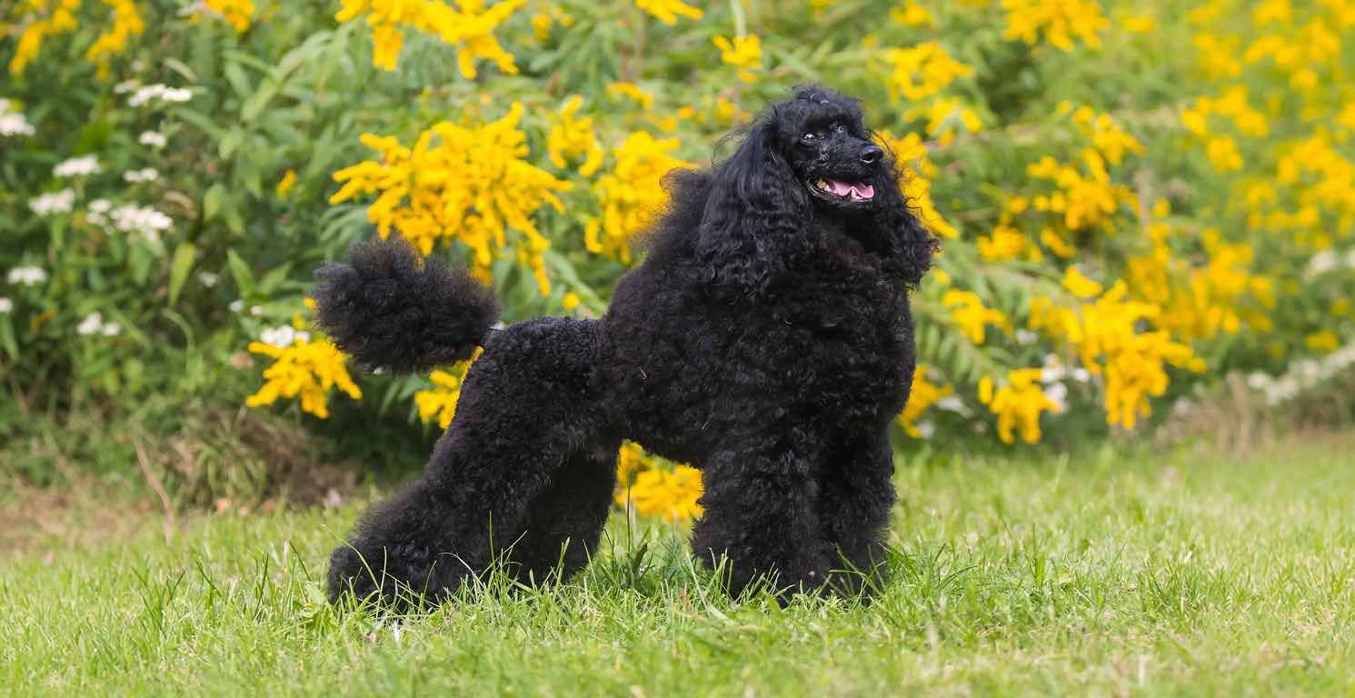 Caniche: Todo sobre esta raza de perros