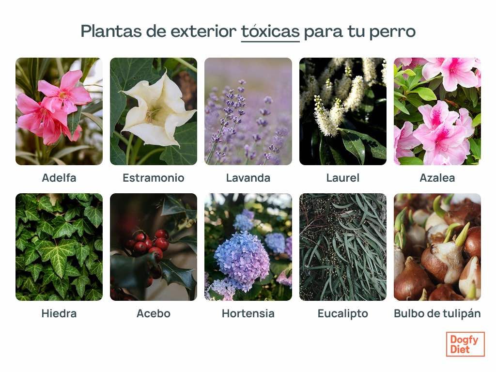 Fotos para identificar plantas tóxicas de exterior para perros
