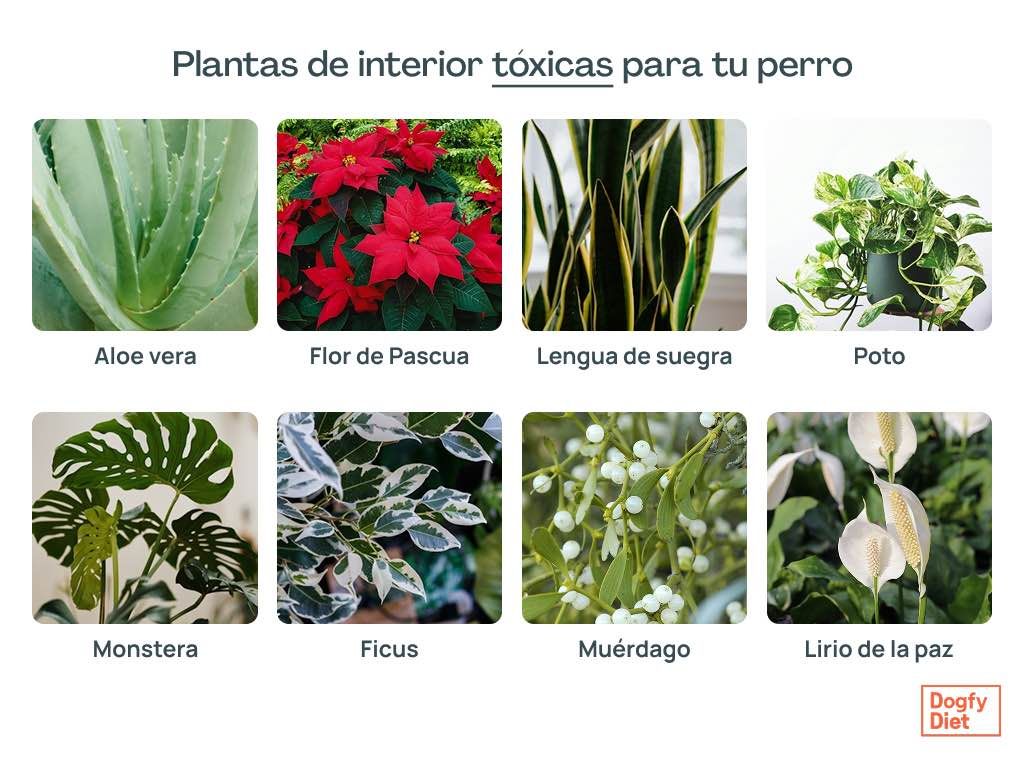 Fotos de plantas de interior tóxicas para perros