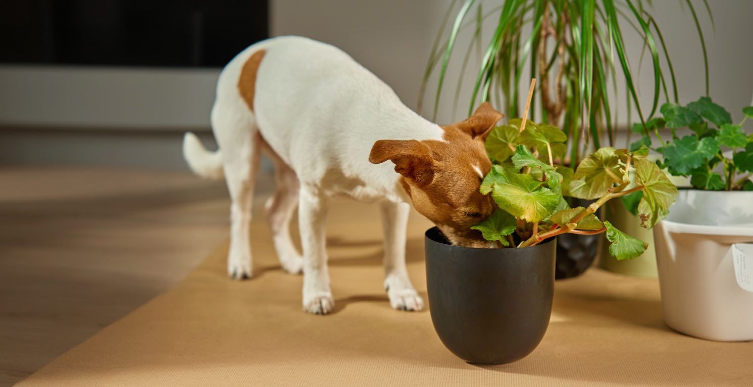 Plantas tóxicas para perros: cuáles son y cómo identificarlas