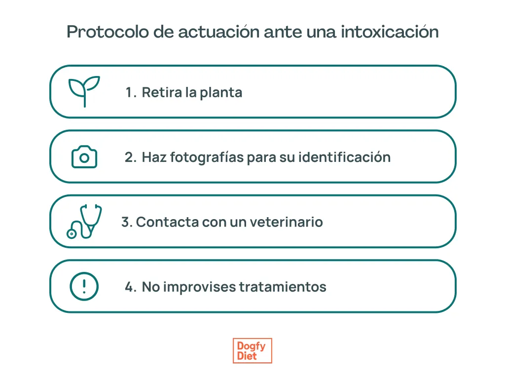 Protocolo de actuación en caso de intoxicación en perros por planta venenosa