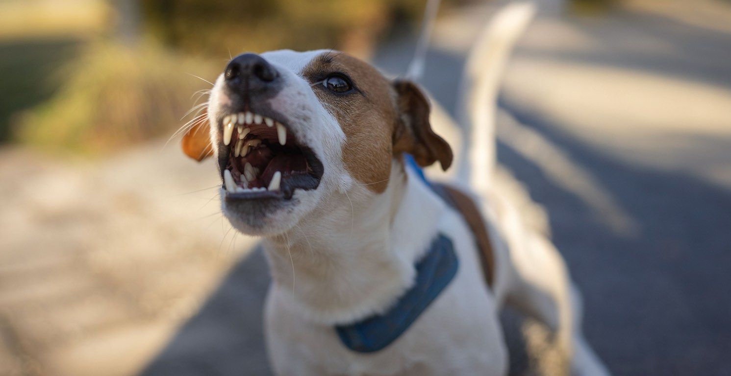 Rabia en perros: Qué es, síntomas, contagio y prevención