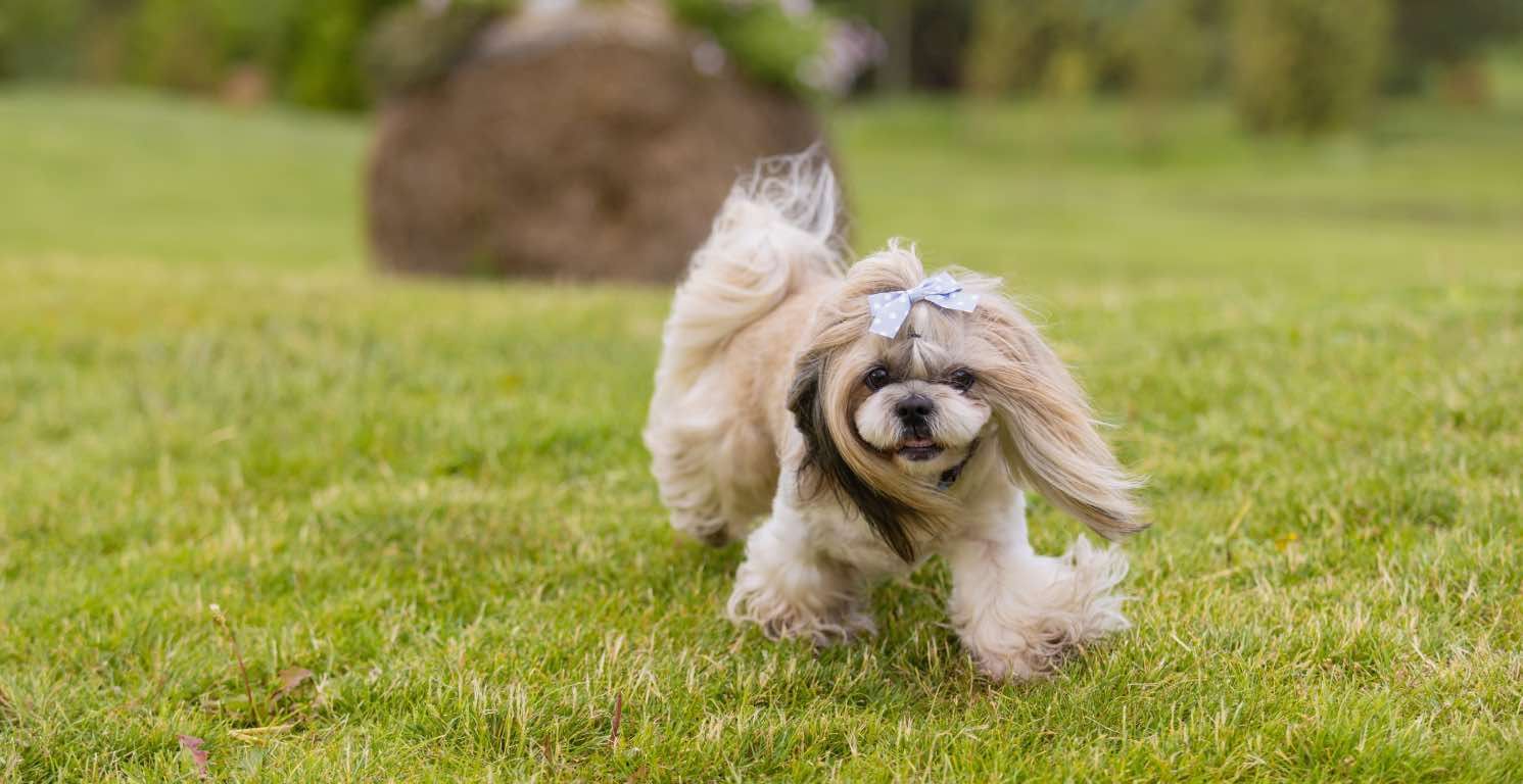 Shih Tzu: Carácter, consejos y cuidados