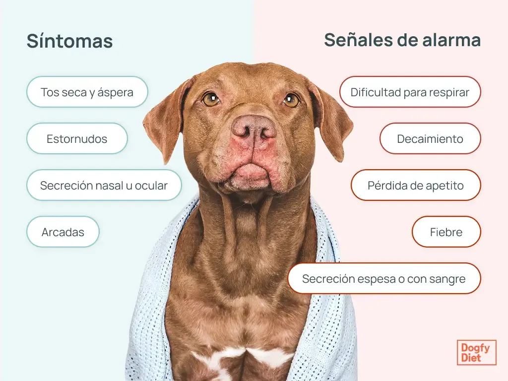 Síntomas y señales de alarma de la tos de las perreras