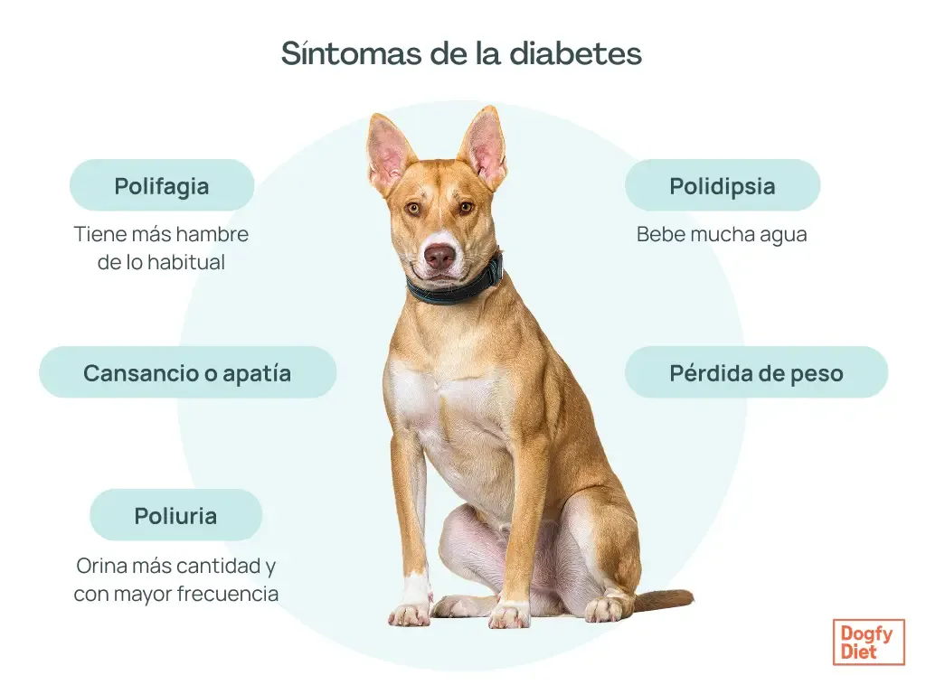 Sintomas de los perros con diabetes