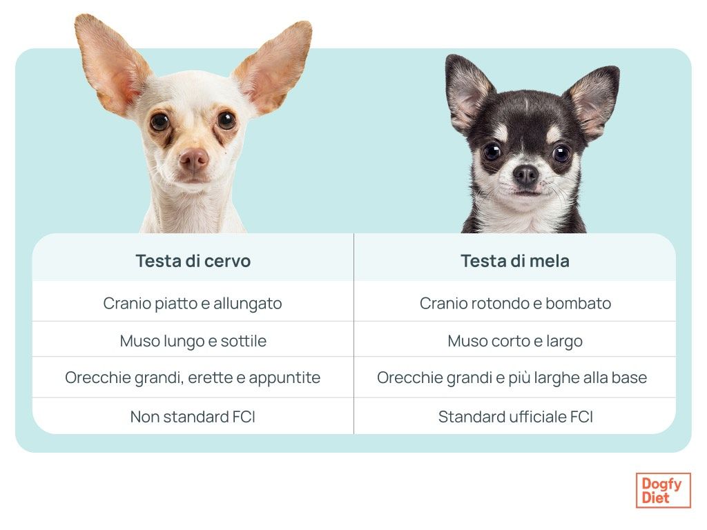 chihuahua testa di cervo vs testa di mela