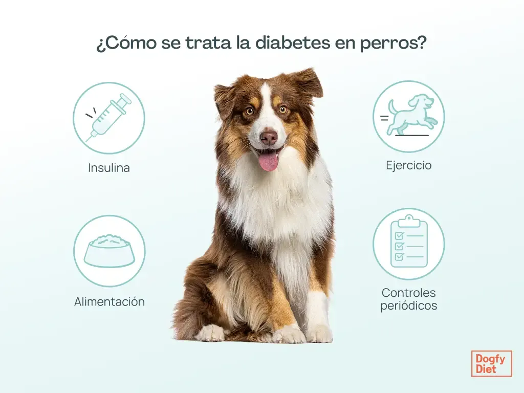 Tratamiento para la diabetes en perros