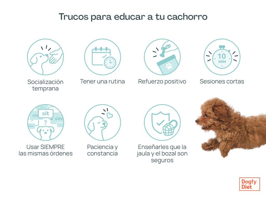 Trucos para educar a un cachorro