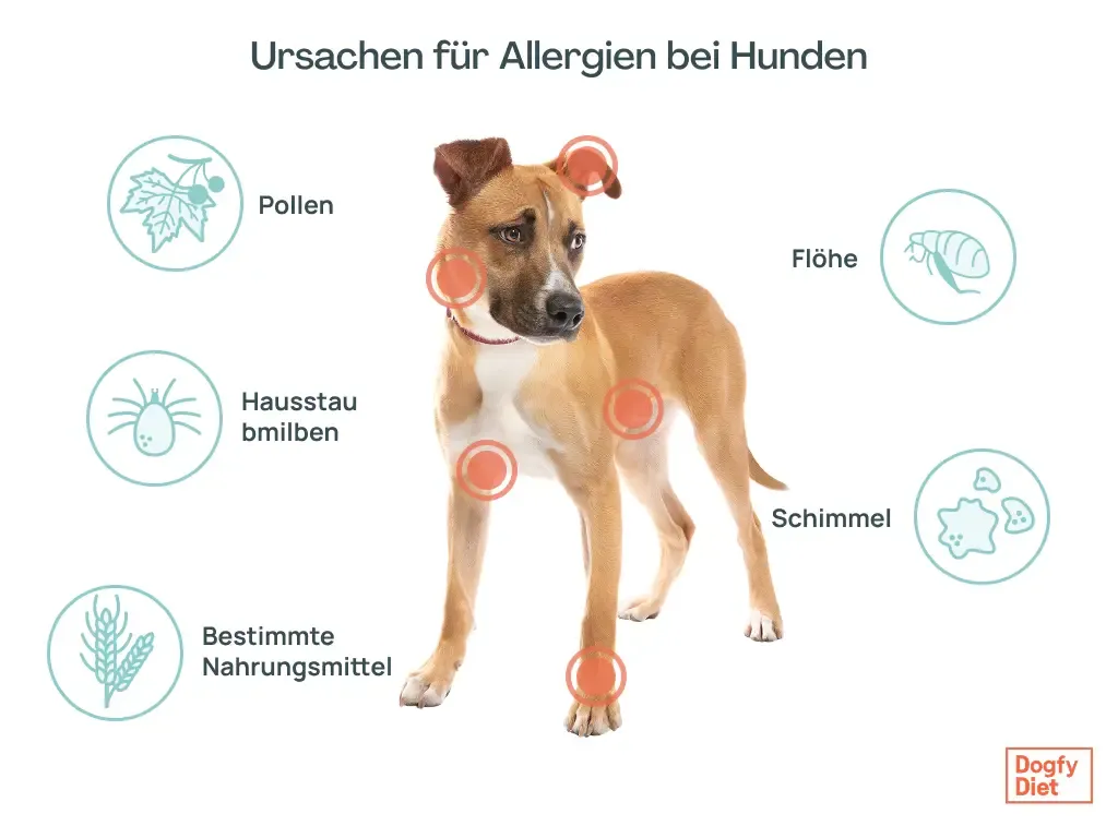 Ursachen und Auslöser von Allergien bei Hunden