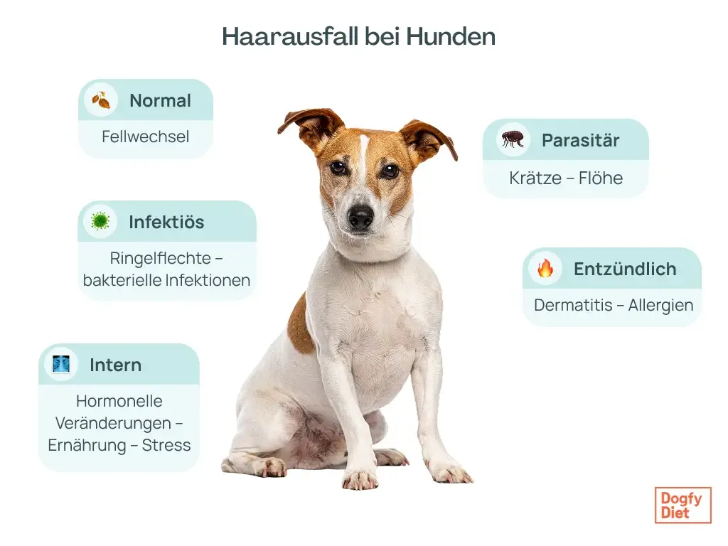 Ursachen für Haarausfall bei Hunden