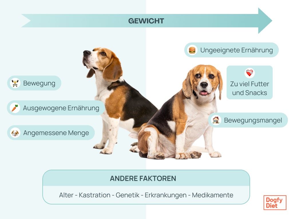 Faktoren, die Übergewicht bei Hunden beeinflussen